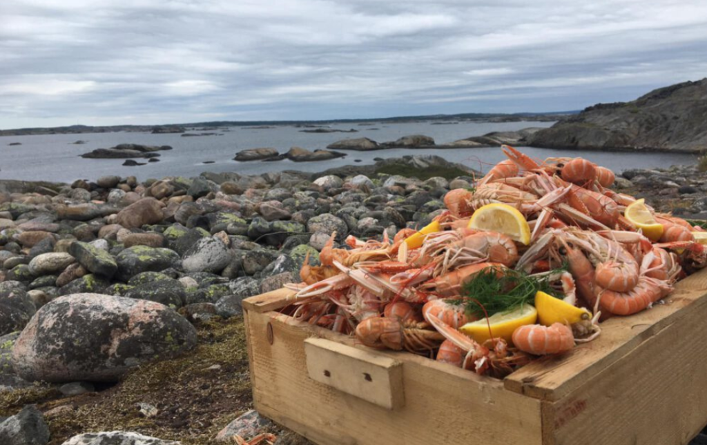 Havskräftor Bohuslän västkusten skaldjursupplevelse skärgårdsmat