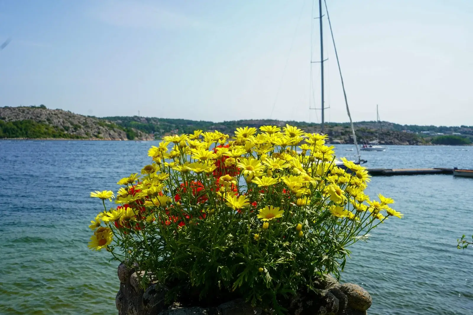 Blommor i stenkruka vid småbåtshamnen på Alaska.