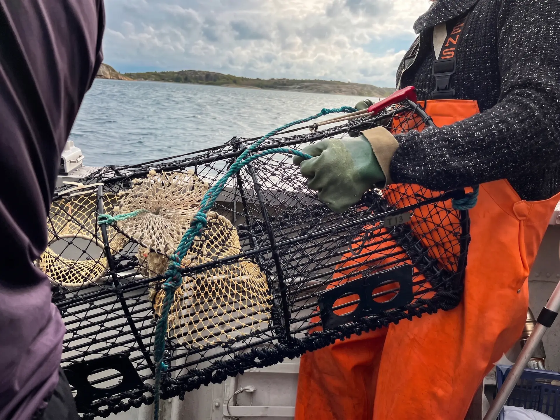 Uppfiskad hummertina vid hummerfiske och hummersafari i Kosterhavet i Norra Bohuslän utanför Strömstad och Grebbestad